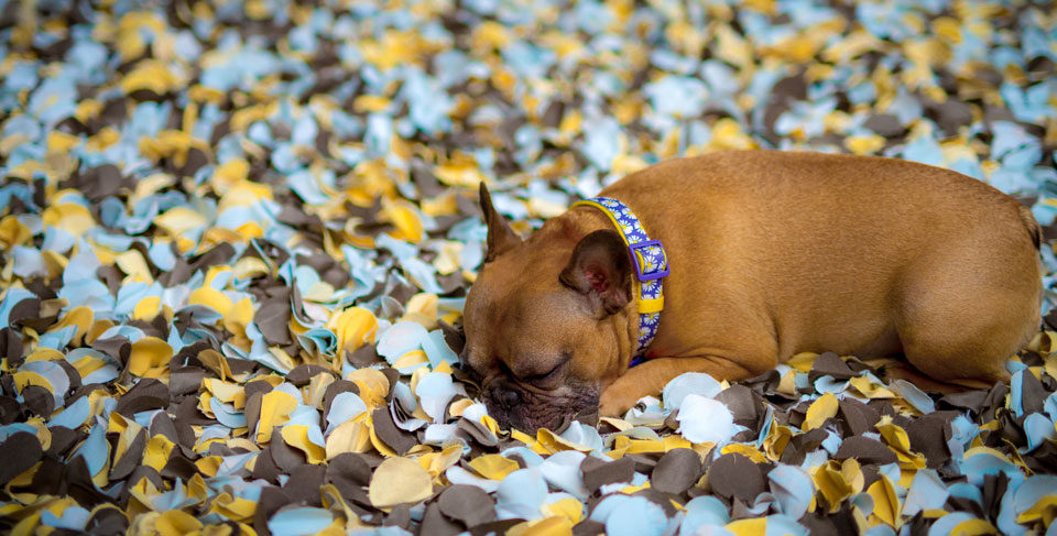 French Bulldog depression