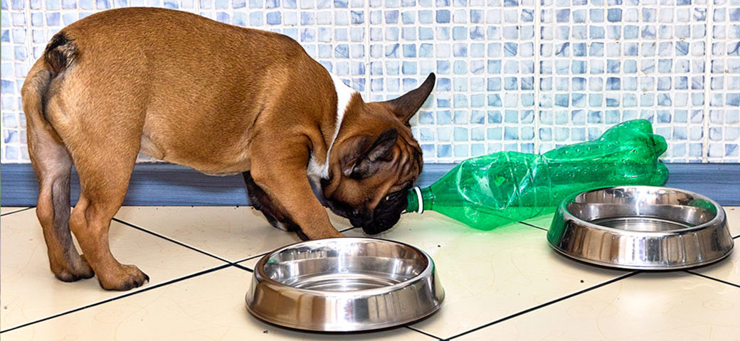 French Bulldog's feeding schedule