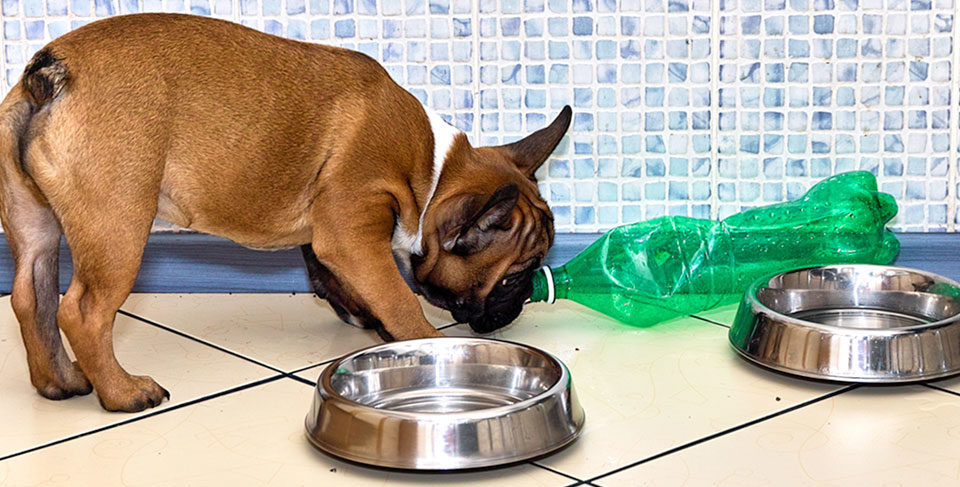French Bulldog's feeding schedule