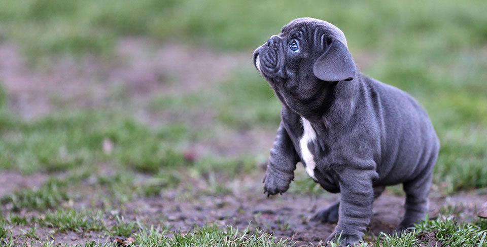Things You Do That Your French Bulldog Doesn’t Like