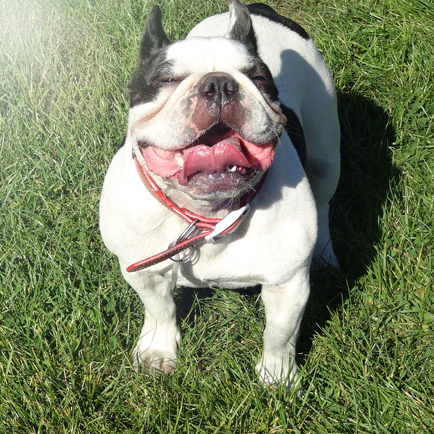 Tips to keep your French Bulldogs teeth healthy 2