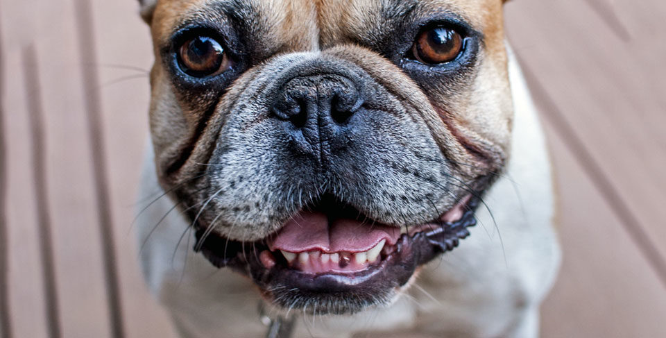 Tips to keep your French Bulldogs teeth healthy