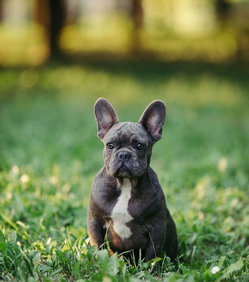 10 key tips for French Bulldog owners 2