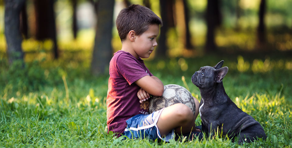 10 key tips for French Bulldog owners