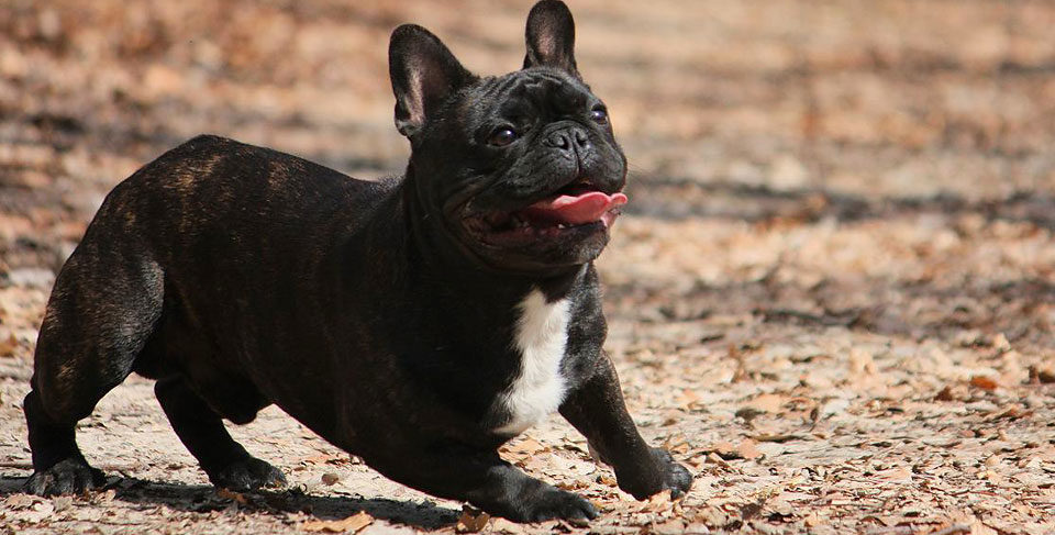 20 Basic Breeding Principles
