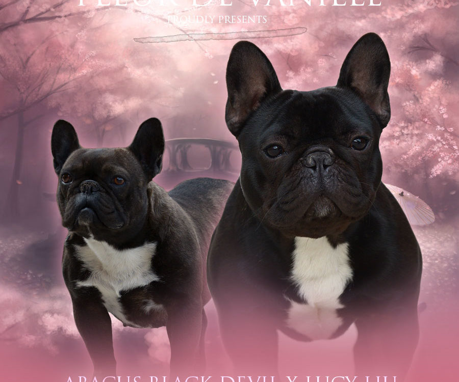 Abacus Black Devil x Lucy Liu upcoming litter