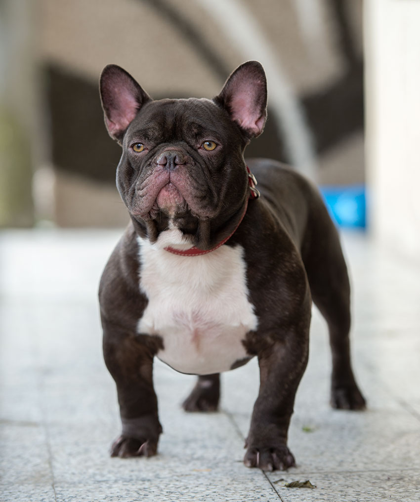 Baldwin choco male 2