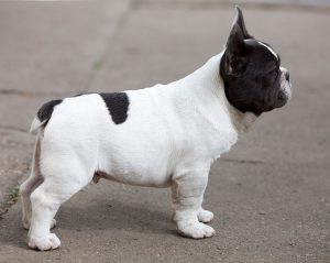 french bulldog tail