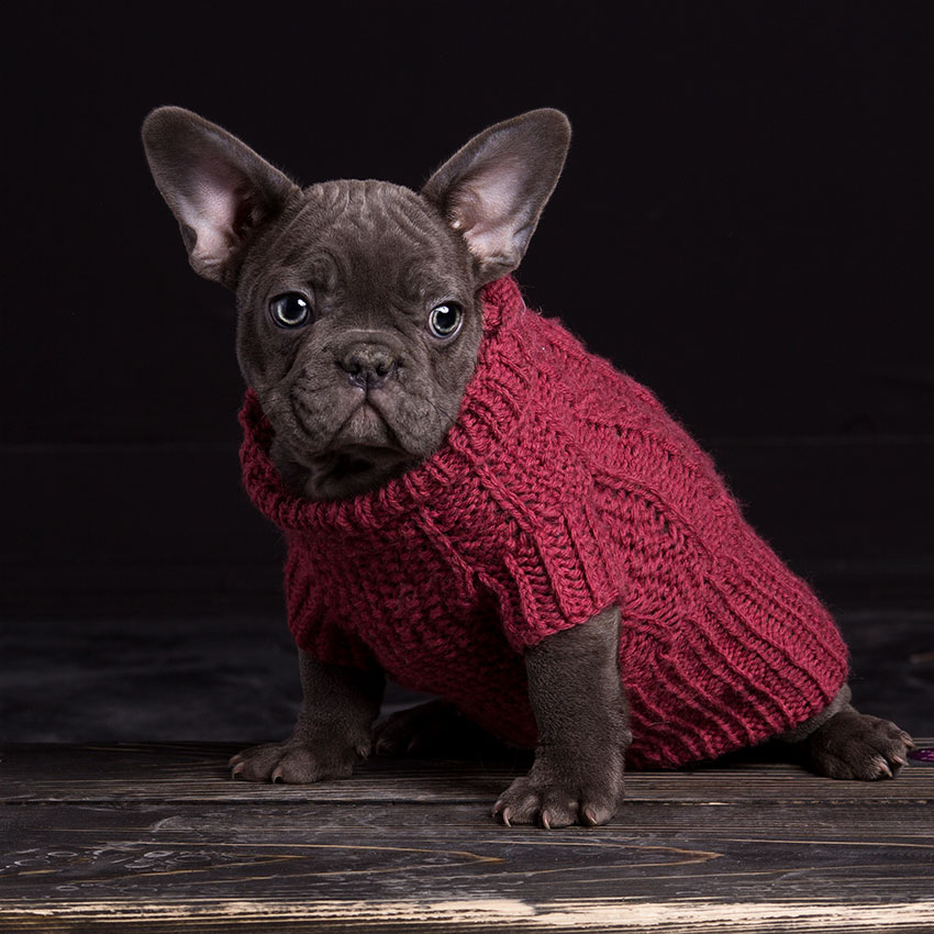 french bulldog for sale