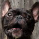 French Bulldog aggression