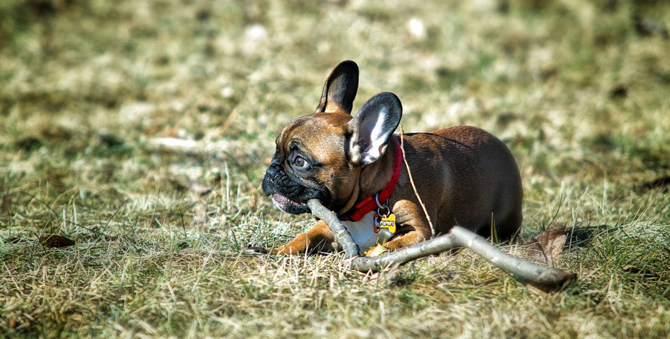 French Bulldog chewing habits