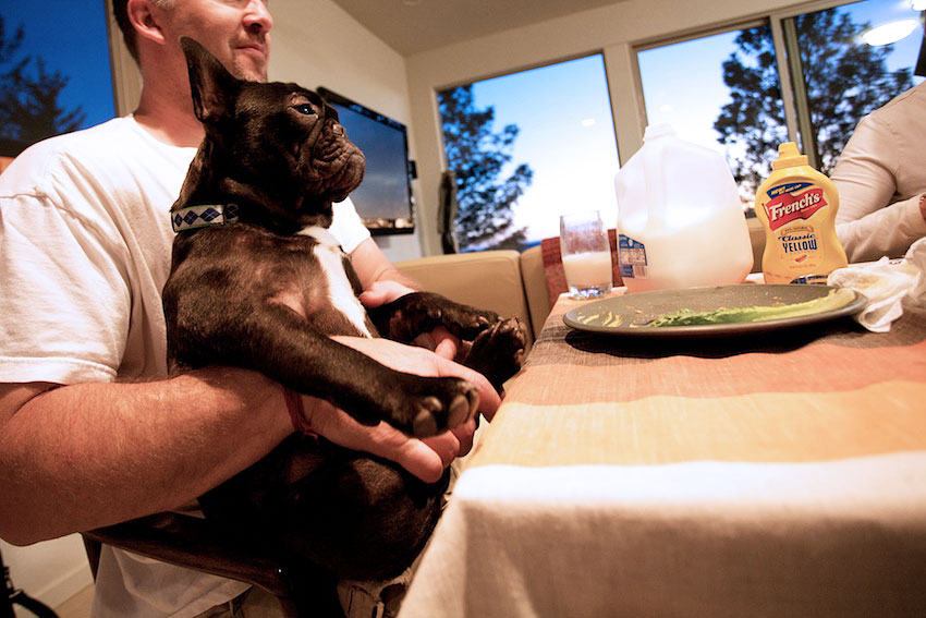 dermatitis in french bulldogs