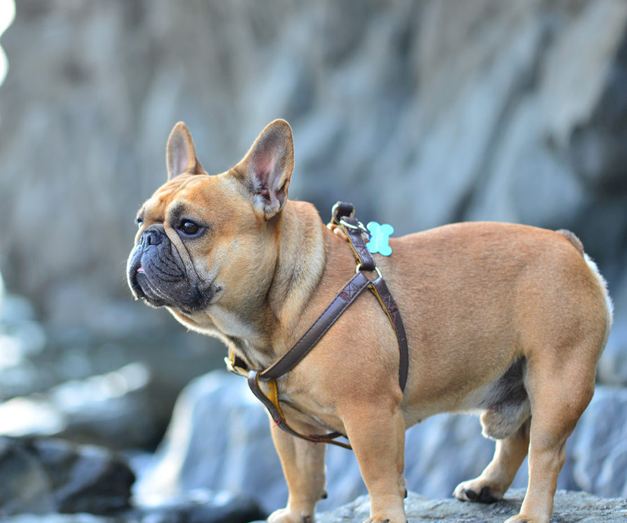 French Bulldog exercise needs