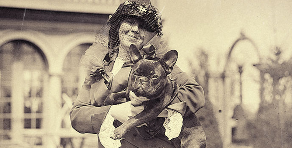 French Bulldog history