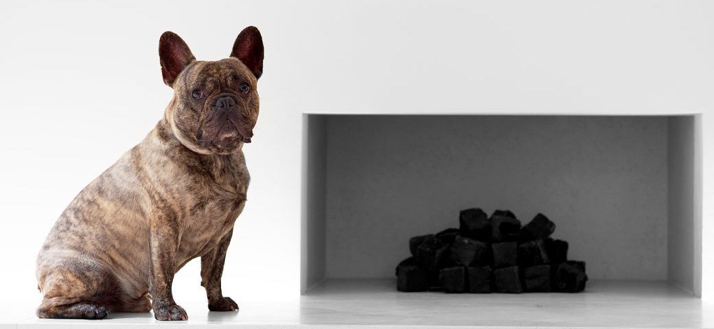 French Bulldog in the house – how they get along with kids and other animals