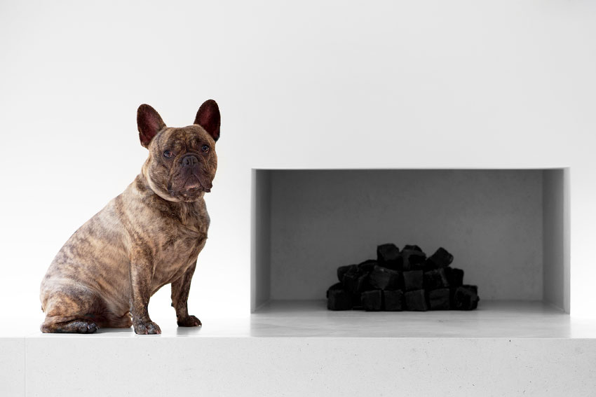 French Bulldog in the house – how they get along with kids and other animals 1