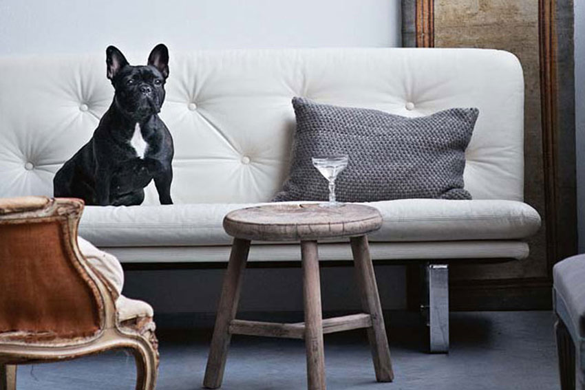 French Bulldog in the house – how they get along with kids and other animals 2