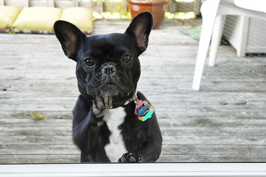 French Bulldog in the house – how they get along with kids and other animals 3