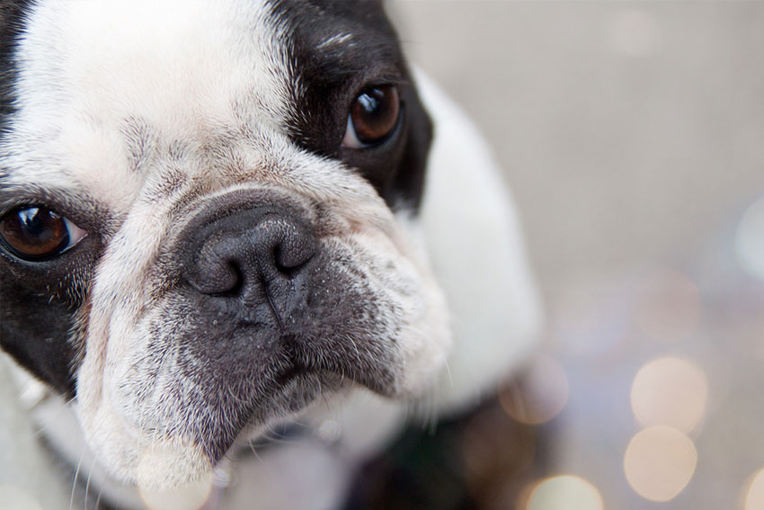 French Bulldog pros and cons 2