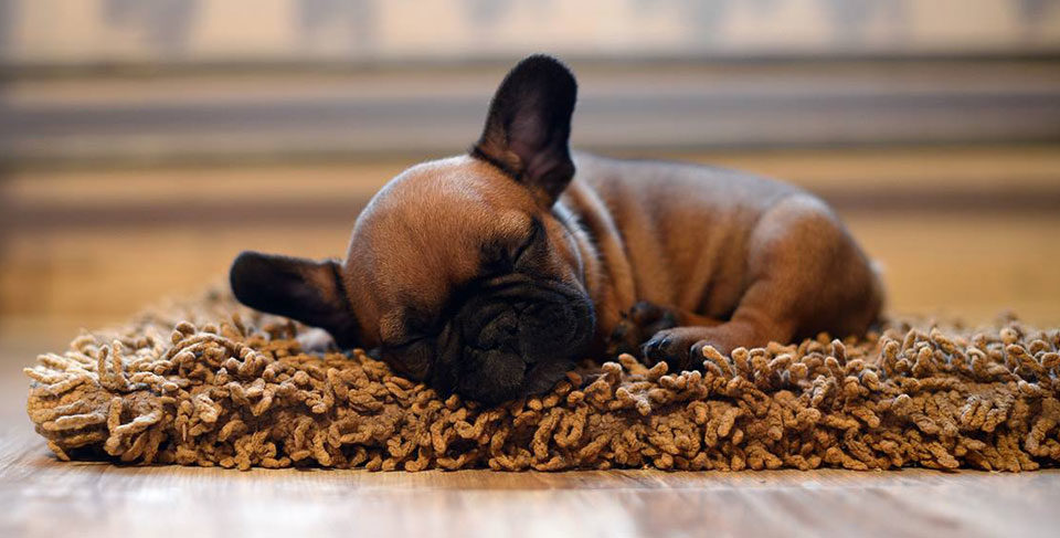 French Bulldog puppy socialization