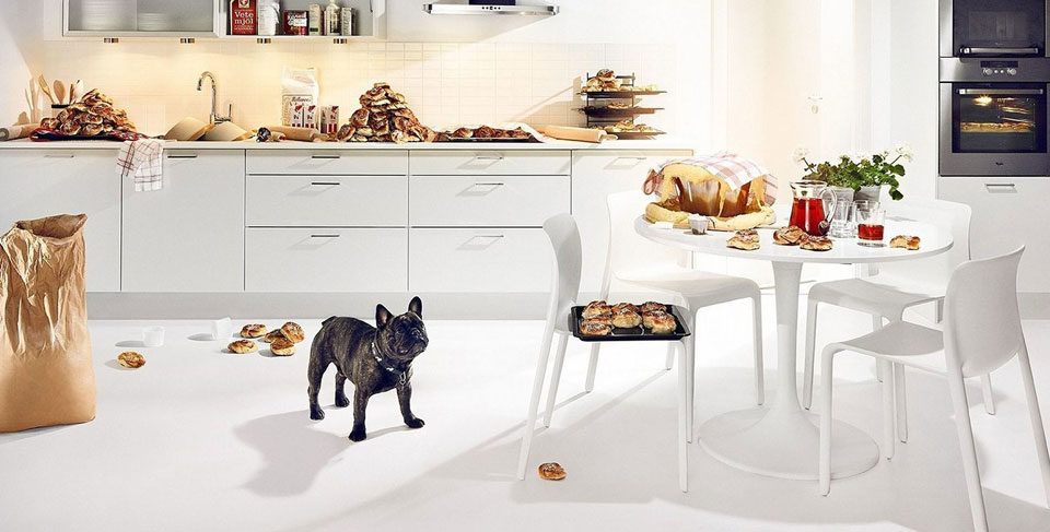 French Bulldog raw diet