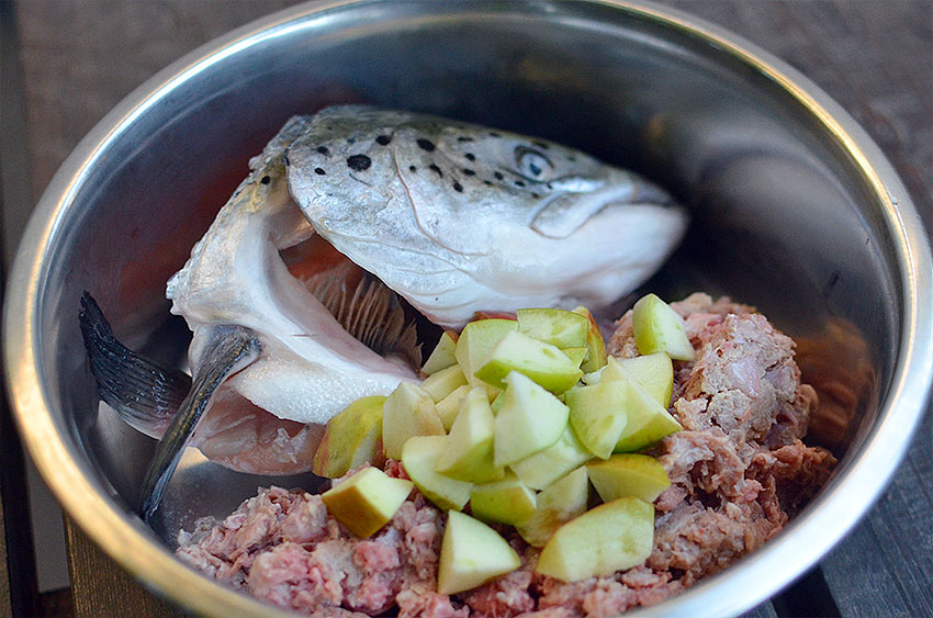 French Bulldog raw diet 3
