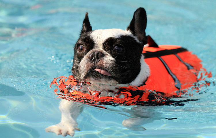 French Bulldogs and swimming