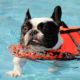 French Bulldogs and swimming