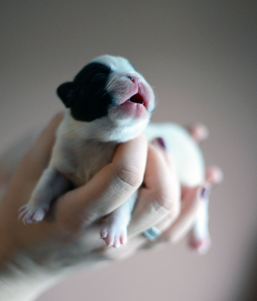 New Panda litter 1