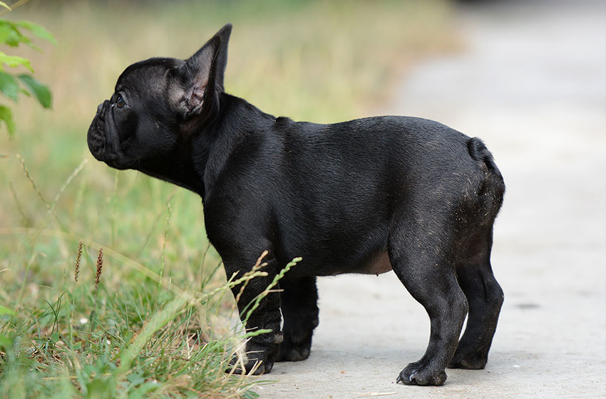 Fun facts about French Bulldog 2