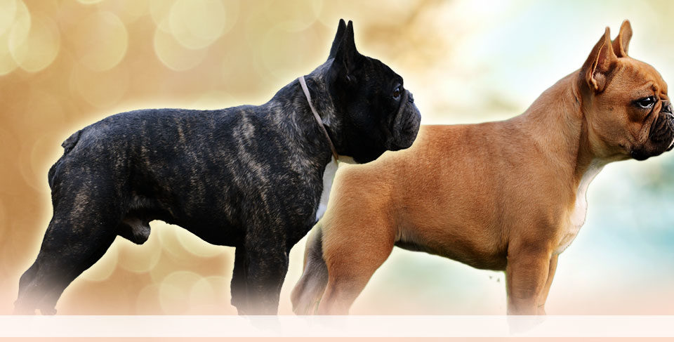 Golden breeding