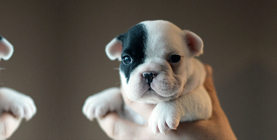 Guido x Crystal Ball litter