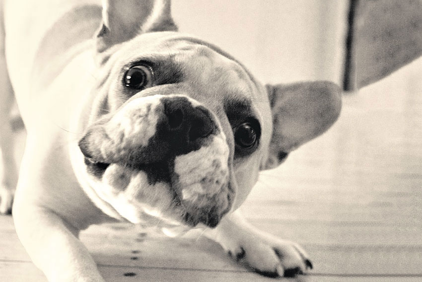 How to eliminate Frenchie aggression 1