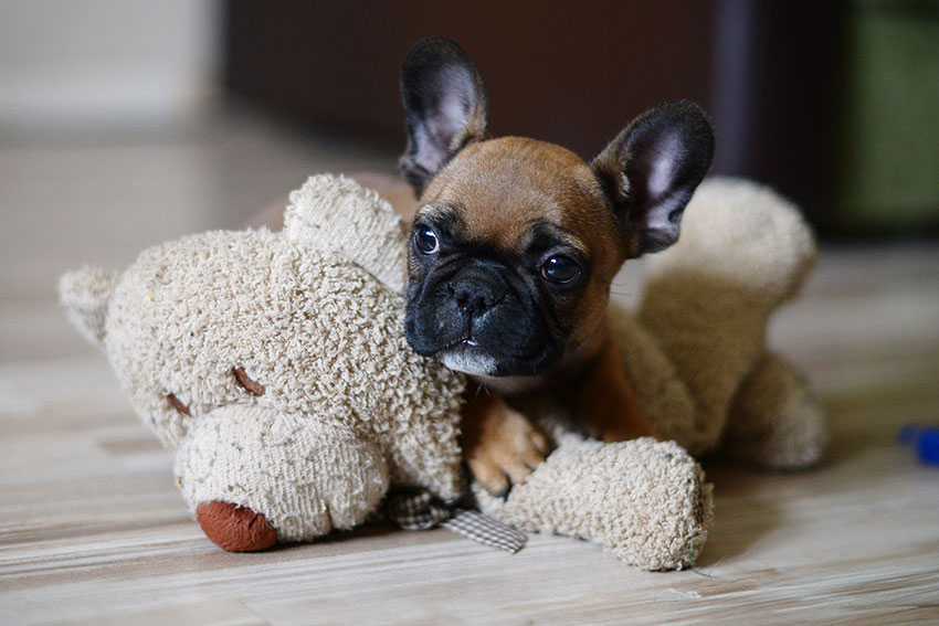 How to potty train your French Bulldog 1