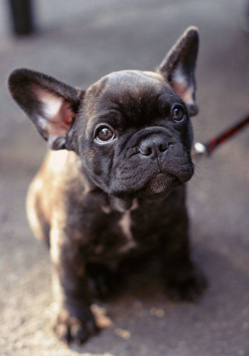 How to potty train your French Bulldog 2