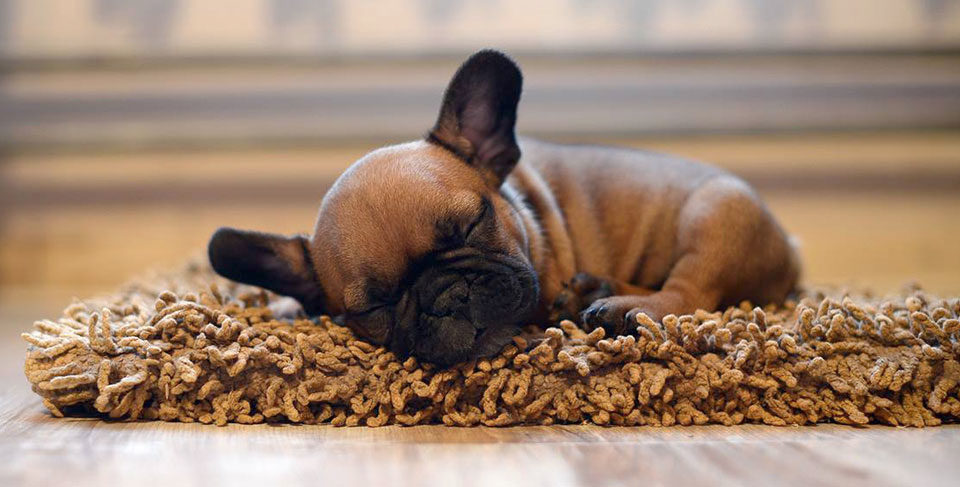 How to potty train your French Bulldog