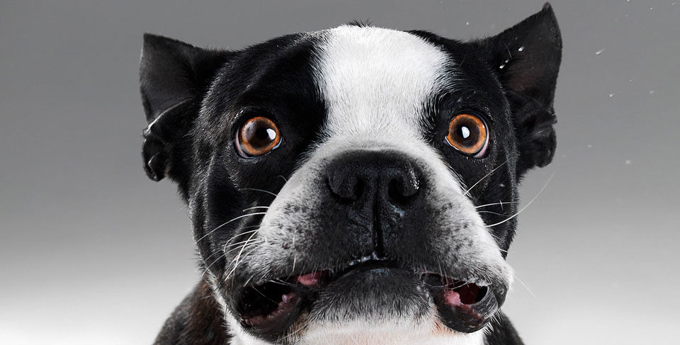 How to stop your French Buldog’s excessive barking