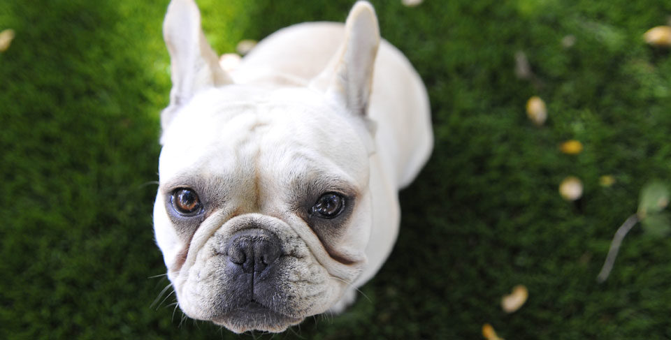 How to tell you are a French Bulldog owner