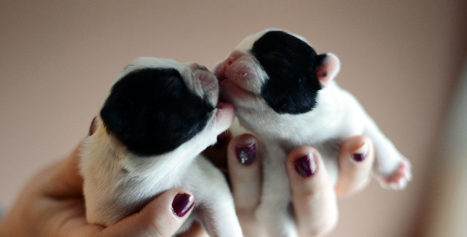 New Panda litter