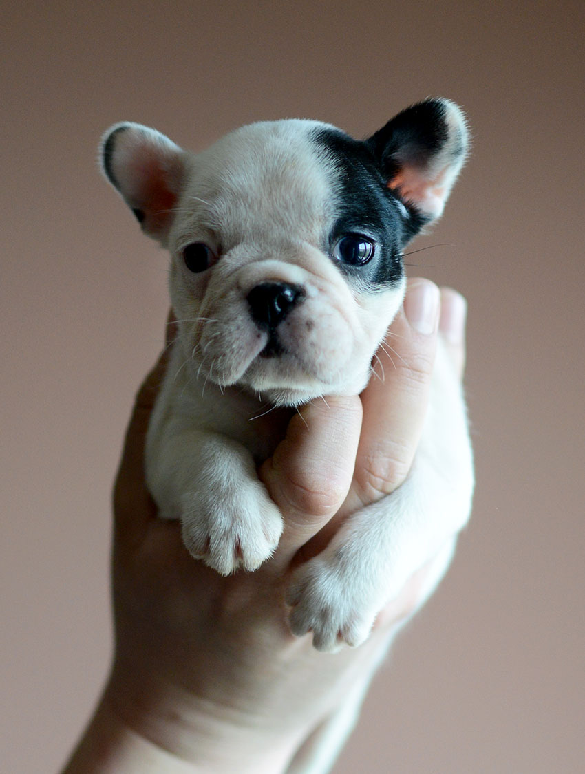 micro frenchie