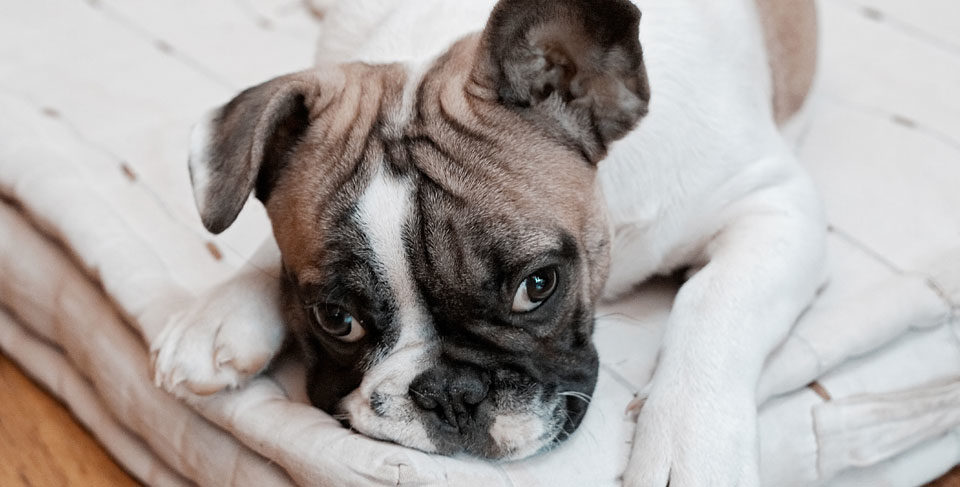 Separation anxiety in french bulldog