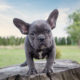 French Bulldog Breed