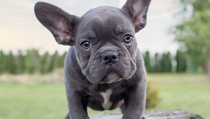 French Bulldog Breed