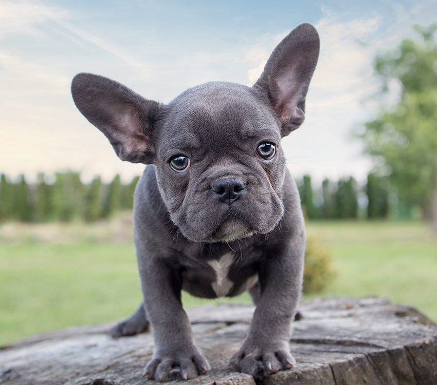 French Bulldog Breed