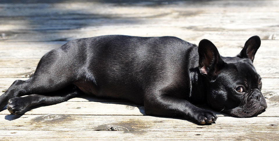 Tips to keep your French Bulldog’s coat shiny and healthy