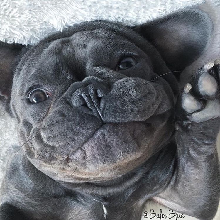 Top 5 French Bulldog instagram profiles 3