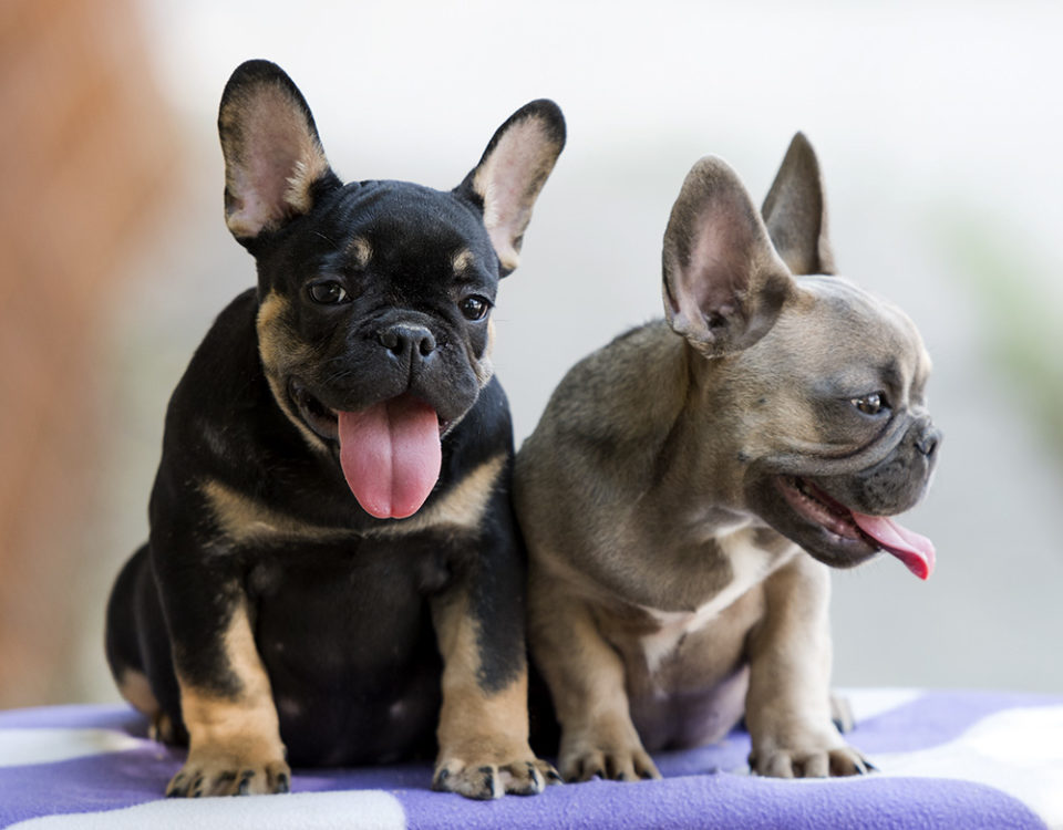 Top 5 French Bulldog instagram profiles
