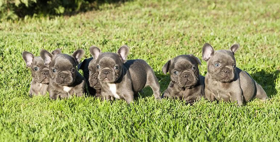 Why your French Bulldog should have a companion