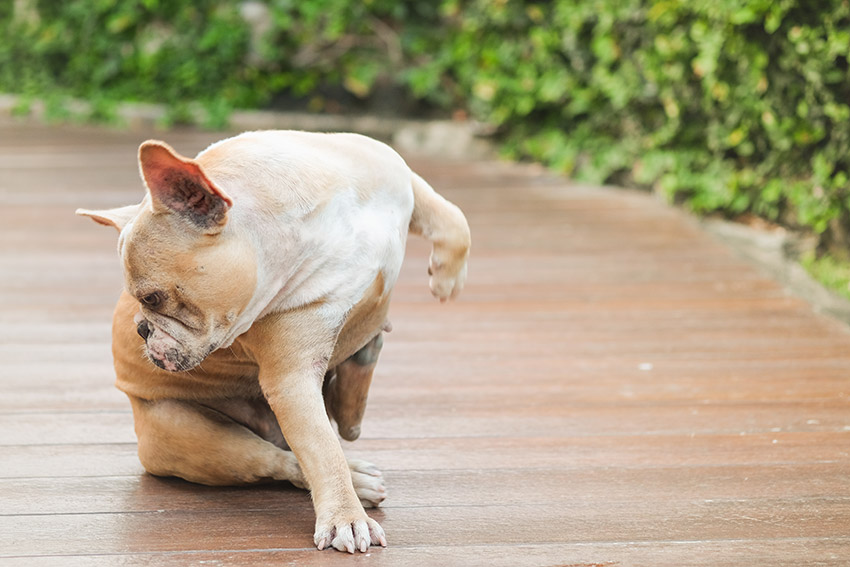 french bulldog allergy