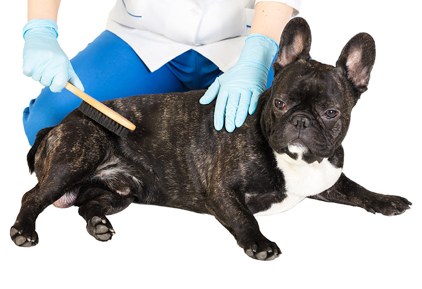 french bulldog allergy